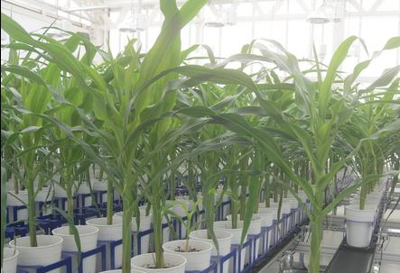 土壤儀器植物表型成像系統